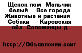 Щенок пом. Мальчик белый  - Все города Животные и растения » Собаки   . Кировская обл.,Соломинцы д.